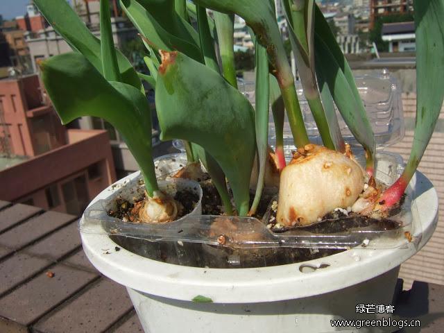 郁金香球根用多大的花盆