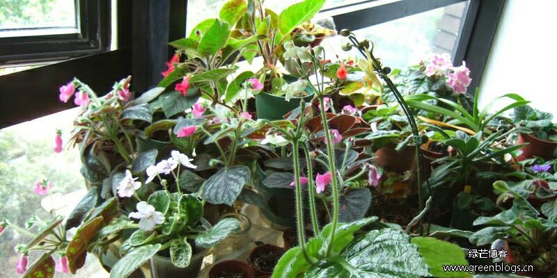 室内植物养殖的注意事项